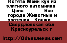 Котята Мейн-кун из элитного питомника › Цена ­ 20 000 - Все города Животные и растения » Кошки   . Свердловская обл.,Красноуральск г.